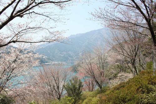 花見