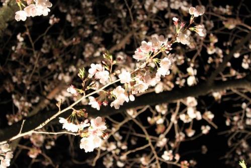 夜桜