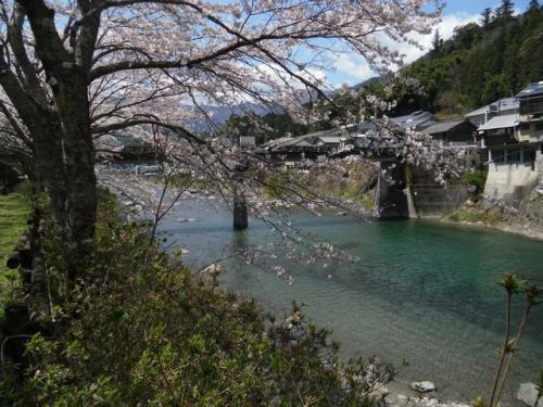 桜(池川)