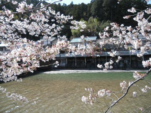 桜(役場)