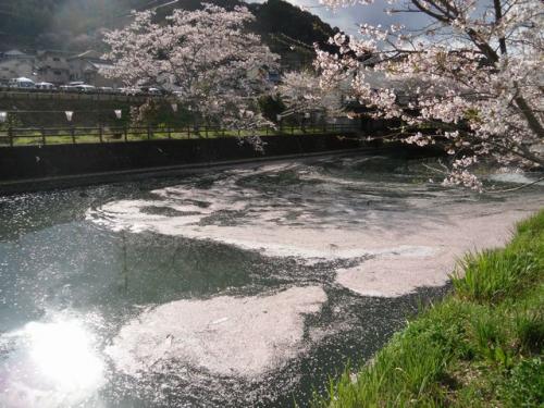 桜(役場2)