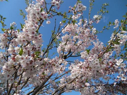 桜(今週)