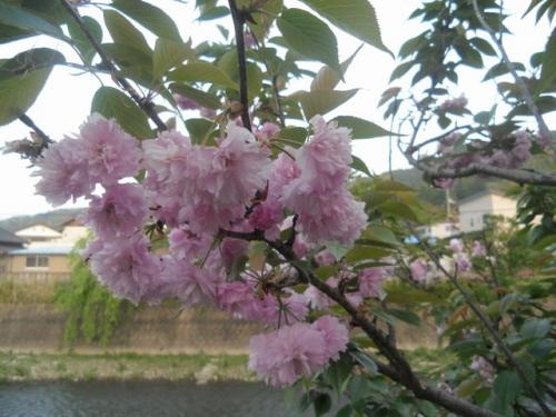 八重桜