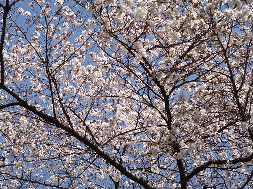 散歩途中の桜130322-2