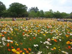昭和記念公園130504-5