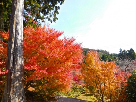 両子寺