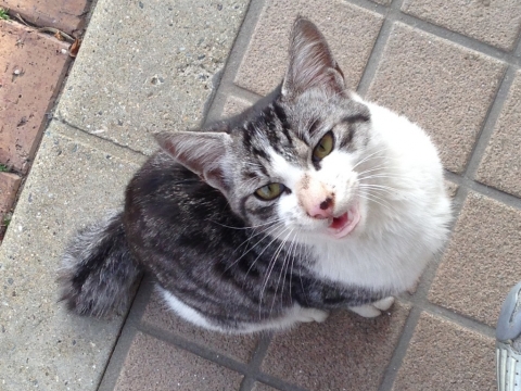 猫