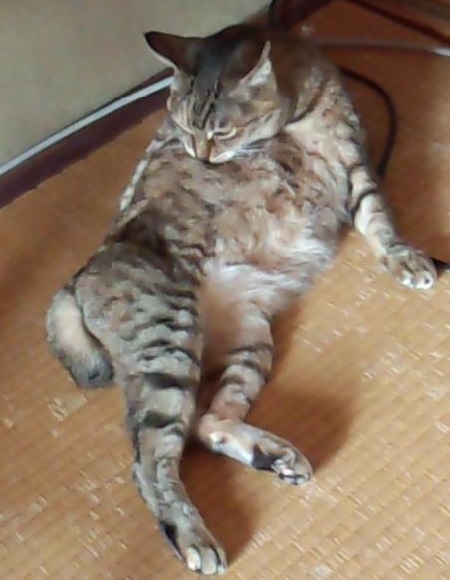 ごつこ031-1