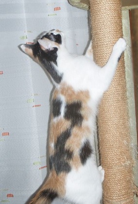 木登り猫