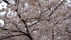 公園の桜
