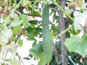 P9172307_convert_20140920215804.jpg
