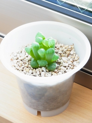 週末green 一応いることはいる ハオルチア軟葉種 週末green 一応いることはいる ハオルチア軟葉種