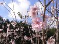 桜 帰り花