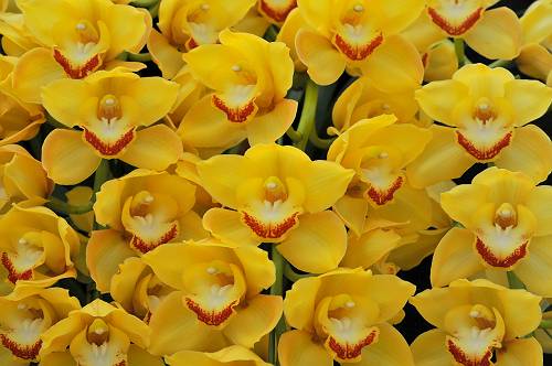 25th orchid festival in yogoshiyama park,  240310 2-11-p-s