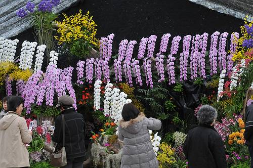 25th orchid festival in yogoshiyama park, 240310 2-9-p-s