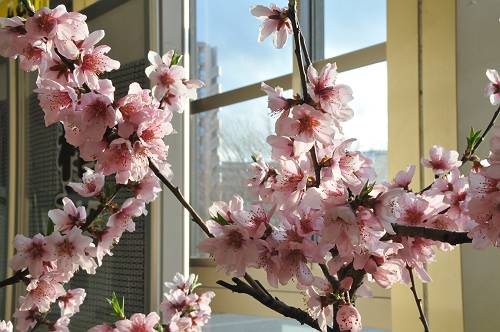 peach blossom  in JR fukushima stn, 240324 1-1-s