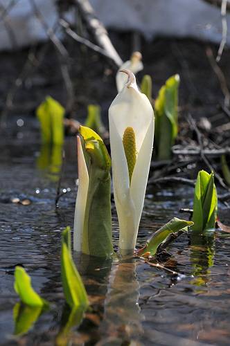 Asian skunk cabbage, shichinohe town,  240415 1-30-s