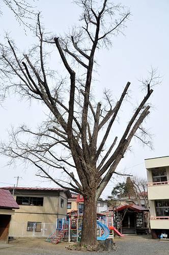 eki-hai, ichinohe, iwate pref., 240422-4 ginkgo tree in jissoji temple-s