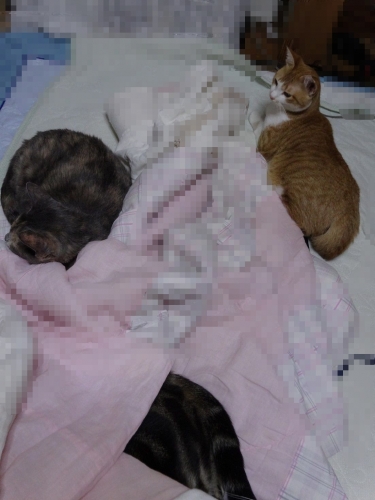 DSC02004c.jpg