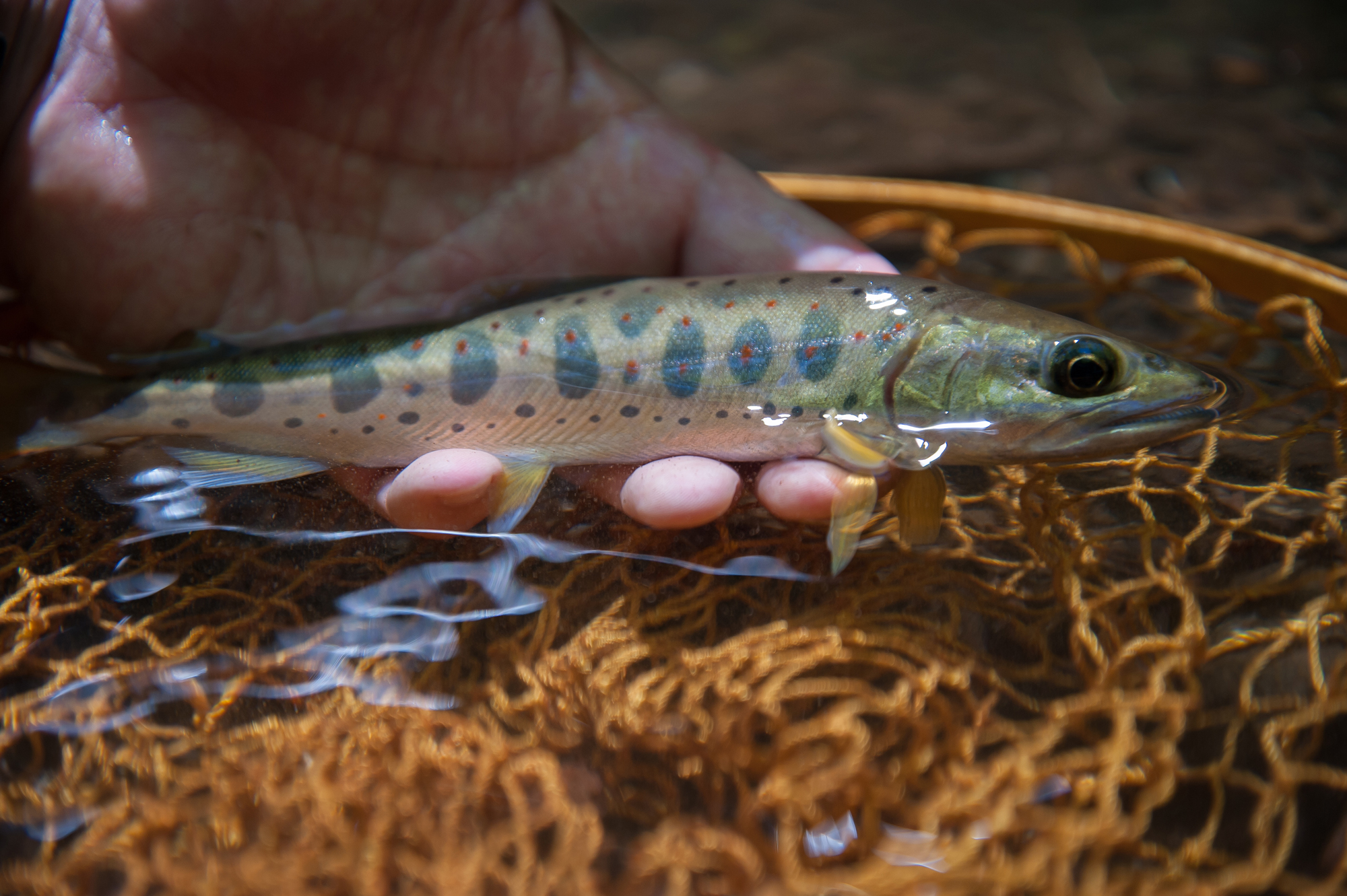 20140914-117w.jpg