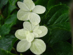 1-花