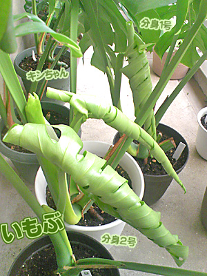 gblog100530c