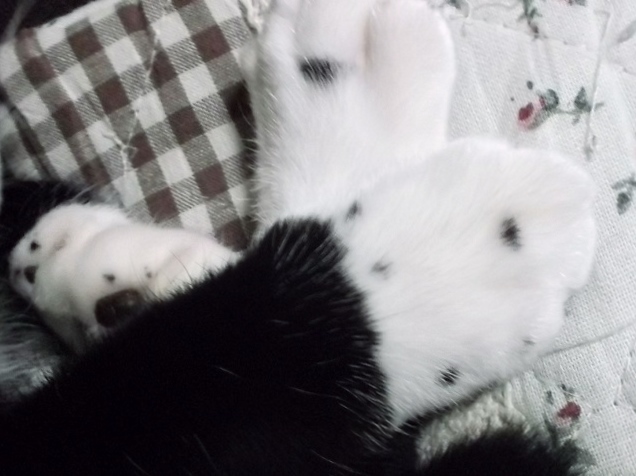 DSCF0815.jpg