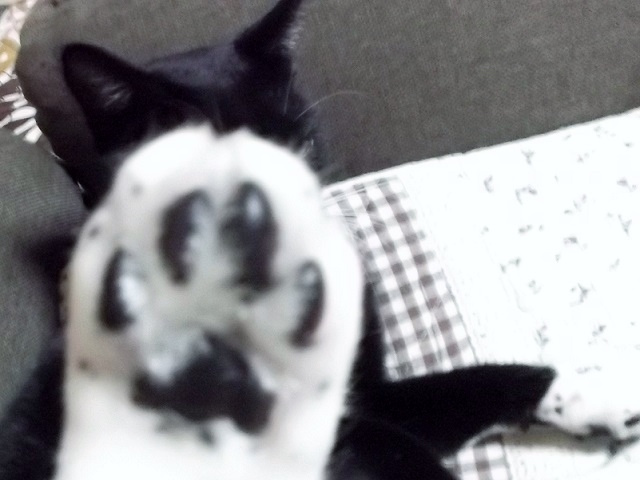 DSCF0816.jpg