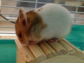 ちいさい。