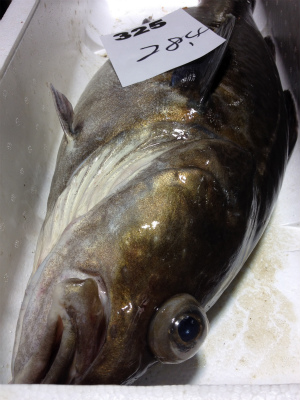 秋田で鱈漁始まりました タラ白子がおいしく成熟するのはいつ頃から 八森よめこ漁業ブログ