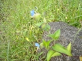 akinohana12