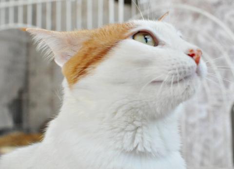 さあ 胸をはって ニュイ