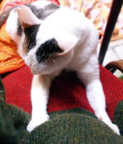 いつも かわらないファーファ