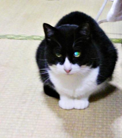 2012211hatti.jpg