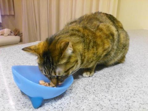 メイちゃんにシーバを