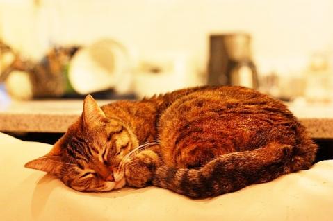メイちゃんのお誕生日は2月12日