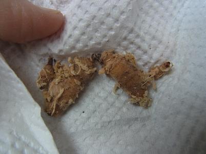 ウチョウランの植え付け 蘭 ウチョウランの植え付け 蘭