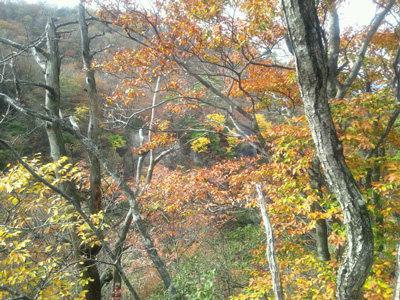 紅葉した木々