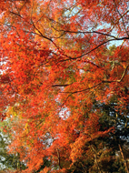 紅葉