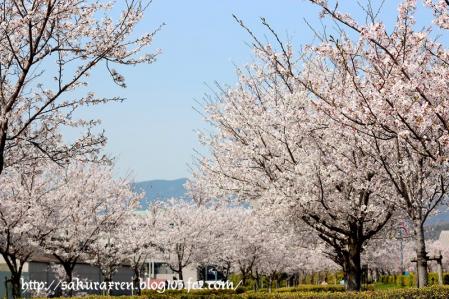 2013040510.jpg