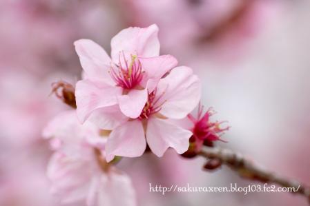 2013040703.jpg