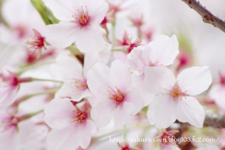 2013040704.jpg