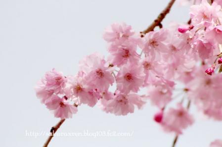 2013040709.jpg