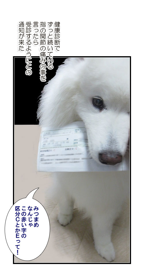 サモエドとシェルティーの写真マンガ