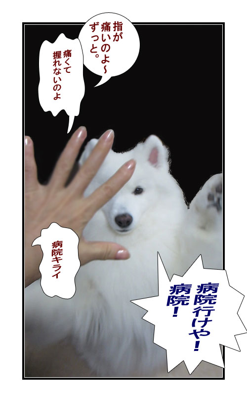 サモエドとシェルティーの写真マンガ