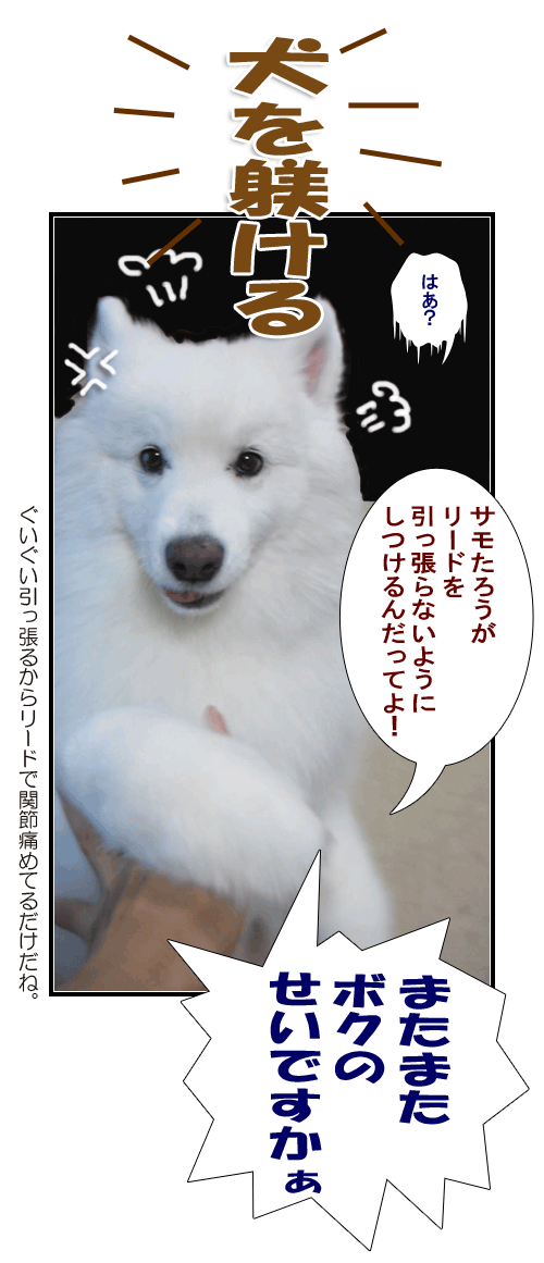 サモエドとシェルティーの写真マンガ