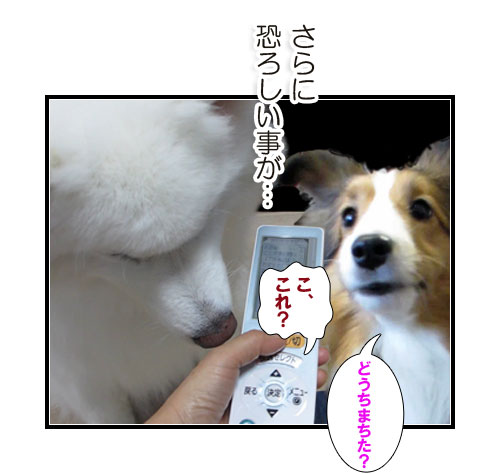 サモエドとシェルティーの写真マンガ