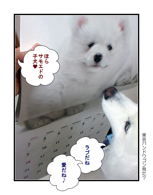 サモエドの写真マンガ(2014年のカレンダー)