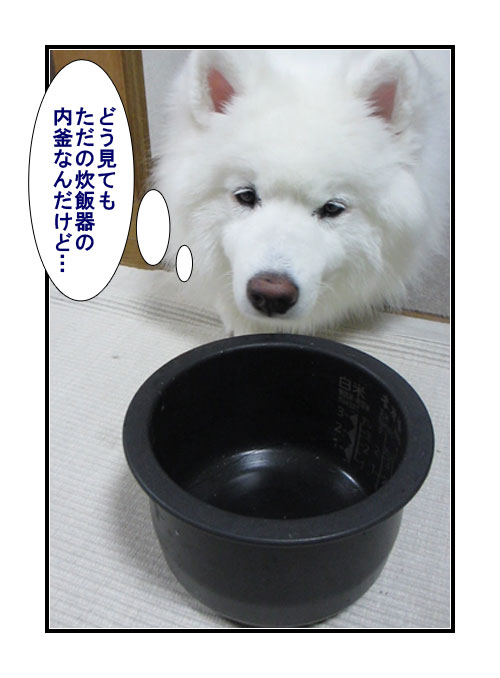サモエドの写真マンガ(2)