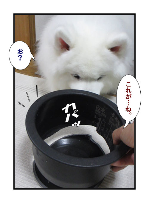 サモエドの写真マンガ(3)